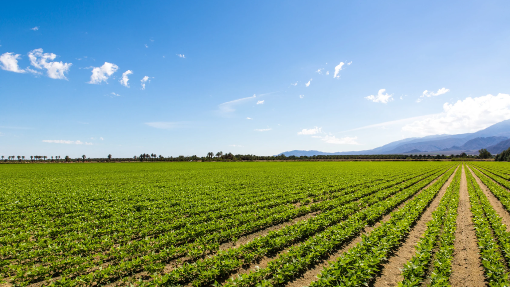 tierras de cultivo