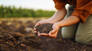diferència-entre-abonament-i-fertilitzant-guia-essencial-per a-una-nutricio-vegetal-efectiva