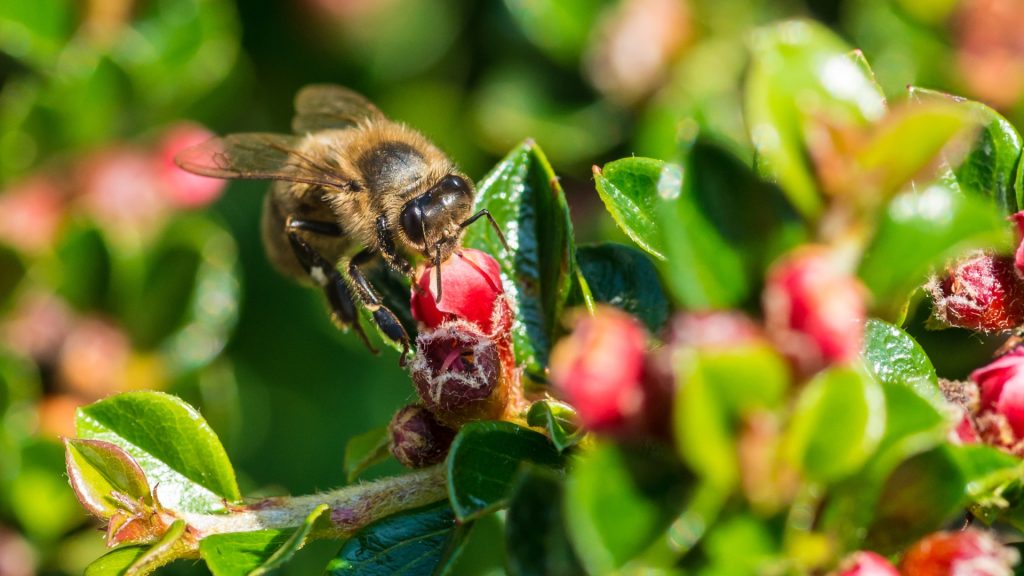 conca de la tordera - insectos beneficiosos para el huerto