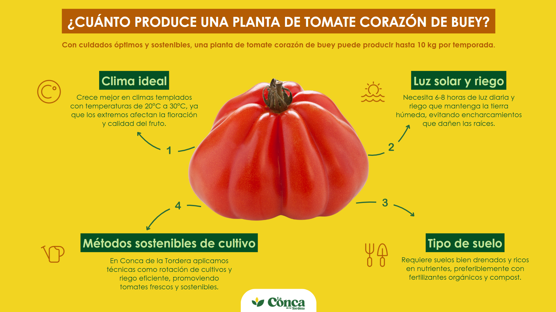 tomate corazón de buey
