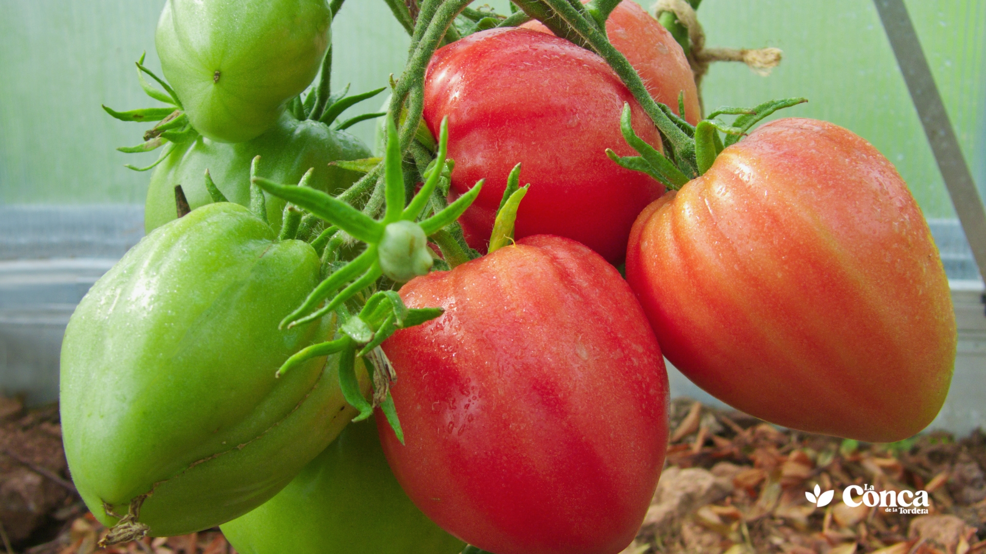 tomate corazón de buey
