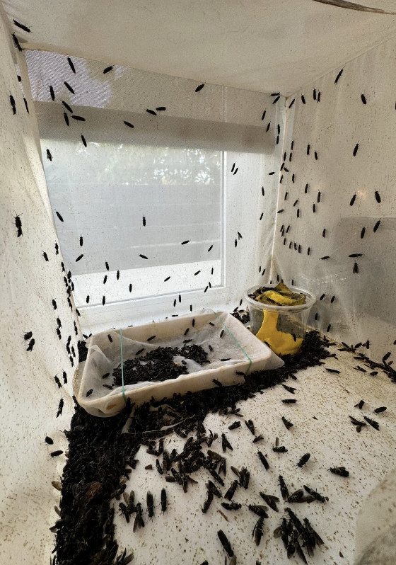 Circular-Insect-IRTA