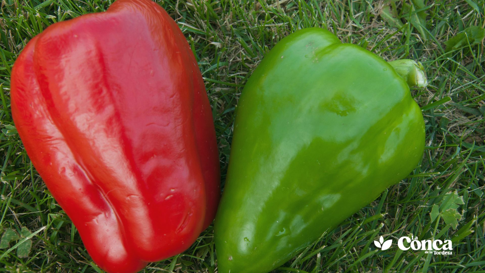 pimientos rojo y verde